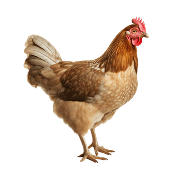 AI generated Chicken clip art png