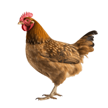 AI generated Chicken clip art png