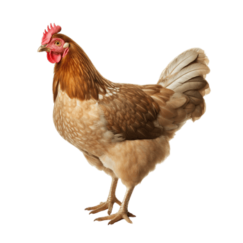AI generated Chicken clip art png