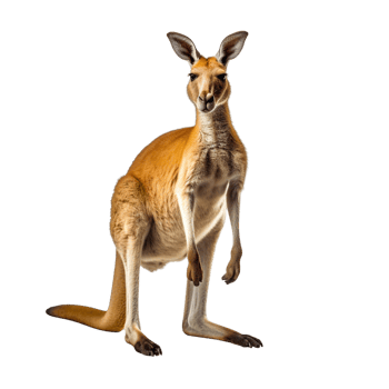 AI generated Kangaroo clip art png