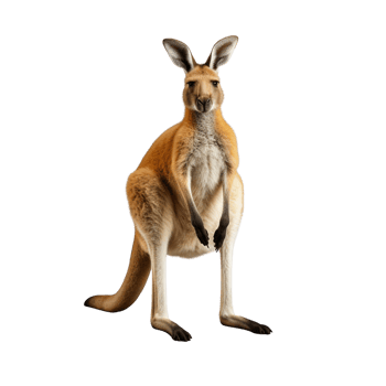 AI generated Kangaroo clip art png