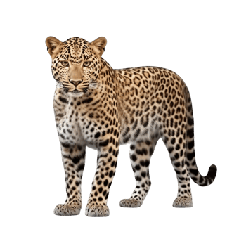 AI generated Leopard clip art png