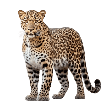 AI generated Leopard clip art png