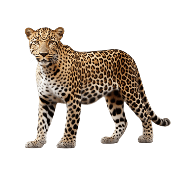 AI generated Leopard clip art png