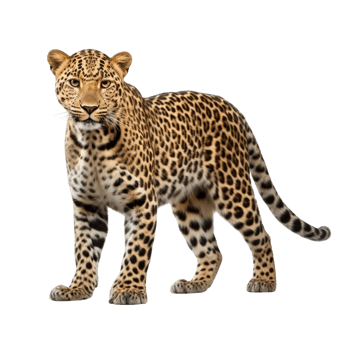 AI generated Leopard clip art png