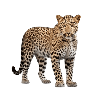 AI generated Leopard clip art png