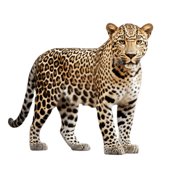 AI generated Leopard clip art png
