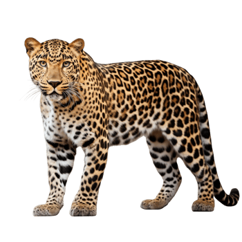 AI generated Leopard clip art png