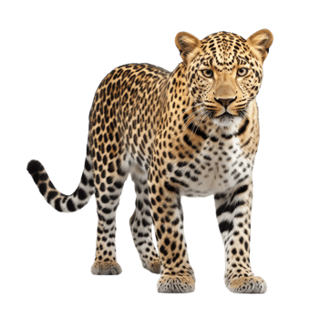 AI generated Leopard clip art png