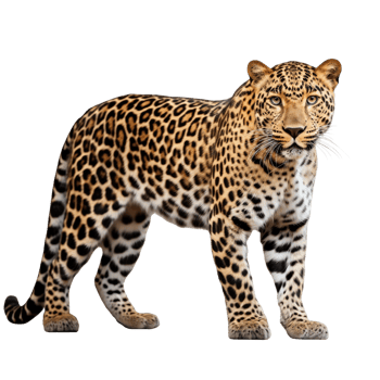 AI generated Leopard clip art png