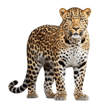 AI generated Leopard clip art png