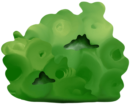 The bushes in the forest create oxygen png