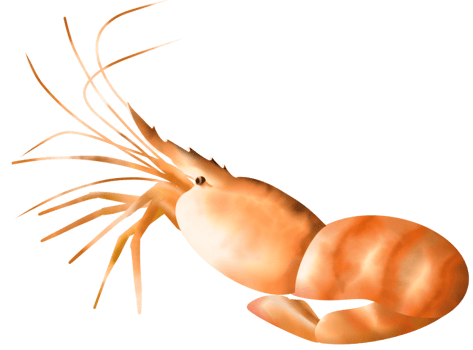Grilled shrimp from the sea png