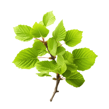 AI generated Common hazel bush clip art png
