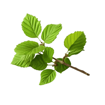 AI generated Common hazel bush clip art png