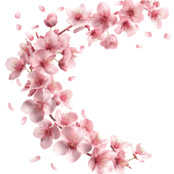 AI generated Pink cherry blossom with cherry petal falling in the air, Beautiful japanese sakura flower in nature concept, AI generated, PNG transparent
