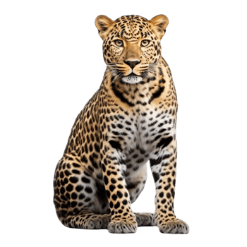 AI generated Leopard clip art png