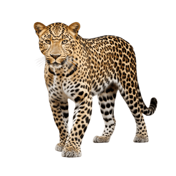 AI generated Leopard clip art png