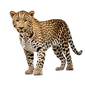 AI generated Leopard clip art png