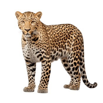 AI generated Leopard clip art png