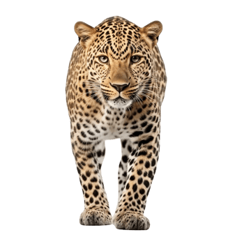 AI generated Leopard clip art png