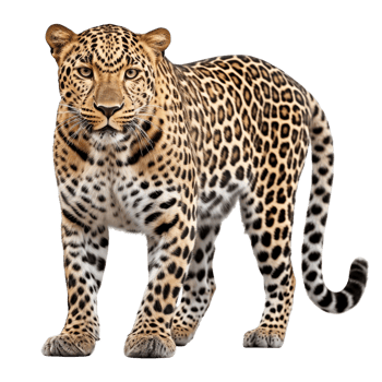 AI generated Leopard clip art png
