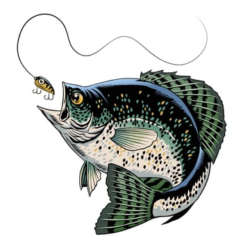 Crappie Fish Catching The Fishing Lure vector