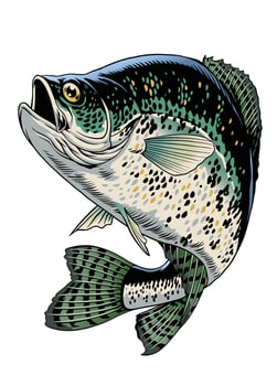 Crappie Fish Vintage Hand Drawn Illustration vector