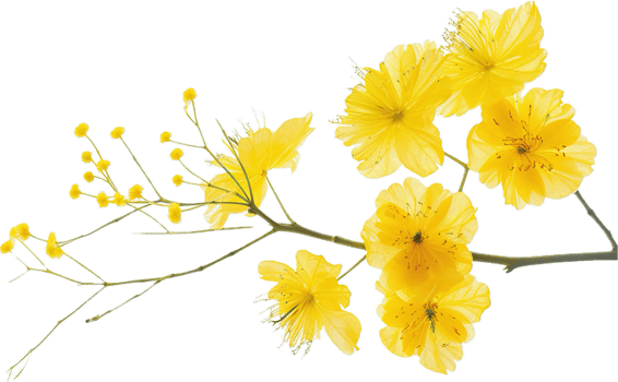 AI generated Acacia Branch with Yellow Flowers png