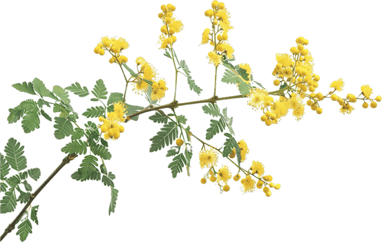 AI generated Acacia Branch with Yellow Flowers png