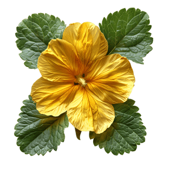 AI generated Yellow primrose flower png. yellow primrose flower top view PNG. yellow flower flat lay PNG. Primrose flower isolated. Spring time bloom png