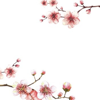 A blossoming branch from spring tree template. Sakura, cherry, apple or apricot buds and flowers blossoms Springtime watercolor clipart for card label Hand drawn  illustration png
