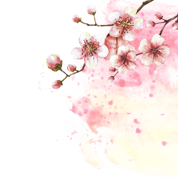 A blossoming branch from spring tree template illustration. Hand drawn blossoms sakura, cherry or apple buds and flowers on watercolor stain splashes background. Springtime card Isolated illustration png