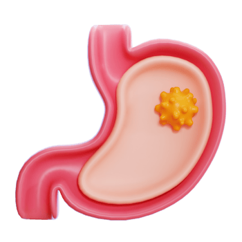 stomach 3d icon png