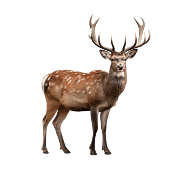 AI generated Deer clip art png