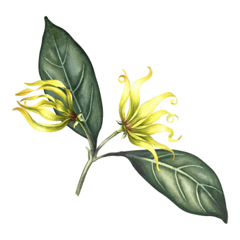 Ylang-ylang flowers. A branch of exotic fragrant yellow flowers with leaves. Hand-drawn watercolor illustration. Clip art, highlight it. An element of the design of packaging, postcards and labels. png