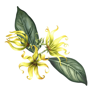 Ylang-ylang flowers. A branch of exotic fragrant yellow flowers with leaves. Hand-drawn watercolor illustration. Clip art, highlight it. An element of the design of packaging, postcards and labels. png