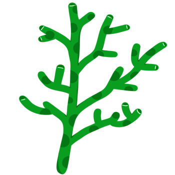 Ocean Coral illustration png