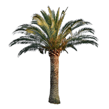 date palm. tropical plant clipart. Phoenix dactylifera, Arecaceae, Toddy Palm png