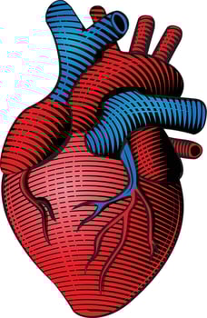 Woodcut style colored human heart line art vector