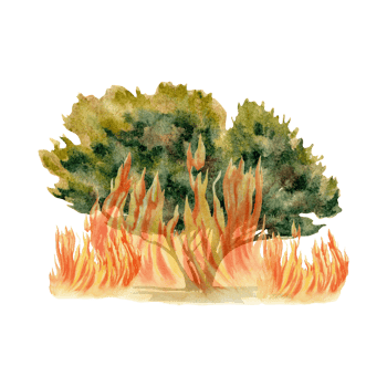Tree on fire clip art. Green plant canopy burning with flames bushfire composition. Environmental awareness concept. Natural  disaster. Hand drawn watercolor illustration on transparent background png