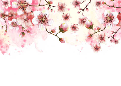 A blossoming branch from spring tree template illustration. Hand drawn blossoms sakura, cherry or apple buds and flowers on watercolor stain splashes background Springtime banner illustration png
