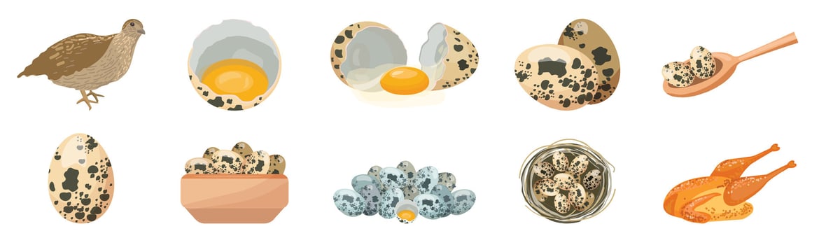 Quail icons set cartoon vector. Bird animal vector
