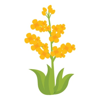 Rapeseed plant icon cartoon vector. Oil organic food vector