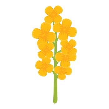 Canola flower icon cartoon vector. Rapeseed plant food vector