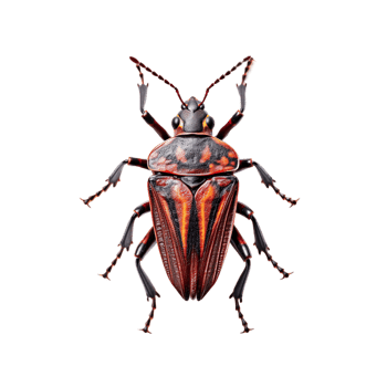 Close Up of a Forest Bug png