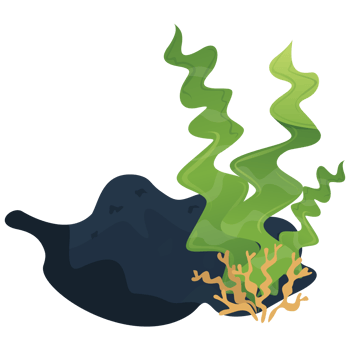 Marine plant stickers png