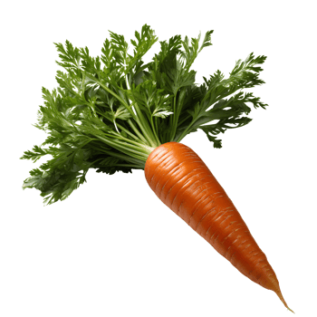 AI generated Carrots PNG. Carrot top view PNG. Carrot flat lay. Organic vegetable of carrot isolated png