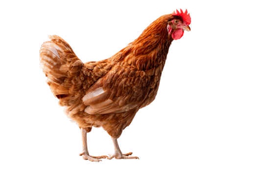Chicken, Full body of brown chicken hen standing isolated transparent background, Laying hens farmers concept. PNG File
