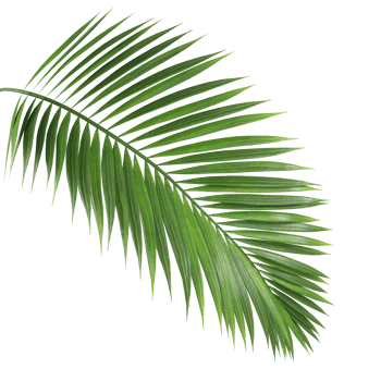 Palm leaf branch tropic summer isolated backgrounds 3d illustration png file